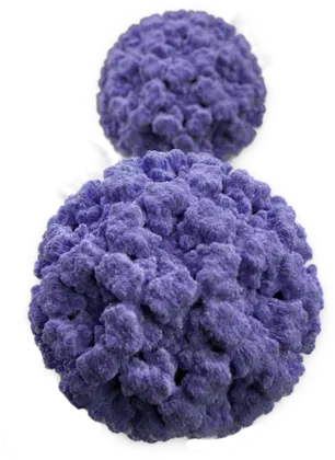 <i>Staphylococcus aureus</i> 